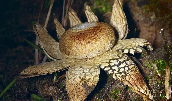 Mushrooms with fruiting bodies of an unusual shape