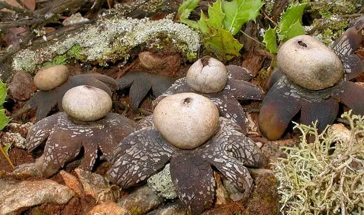 Mushrooms with fruiting bodies of an unusual shape