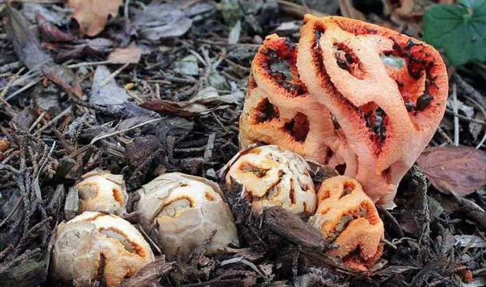 Mushrooms with fruiting bodies of an unusual shape