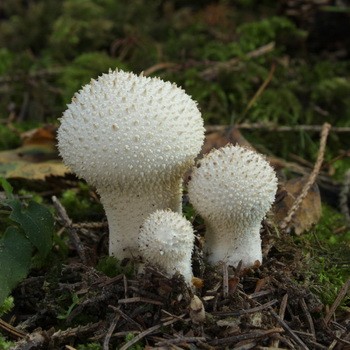 Mushrooms with spikes on the surface