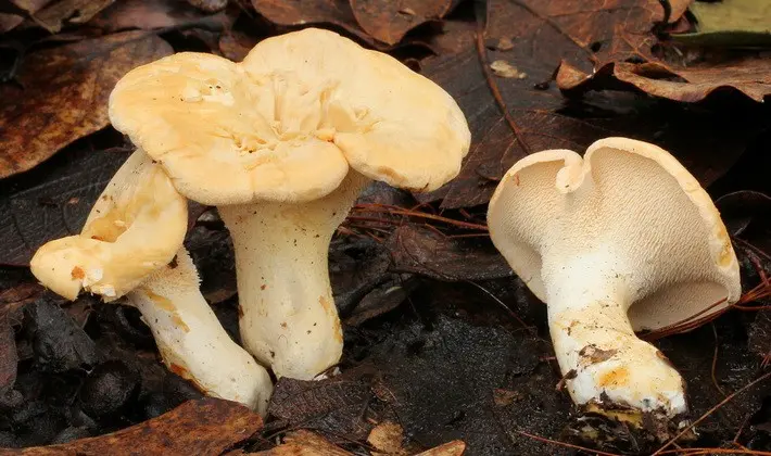 Mushrooms with spikes on the surface