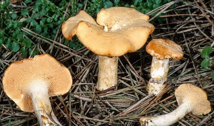 Mushrooms with spikes on the surface