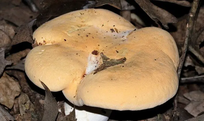 Mushrooms with spikes on the surface