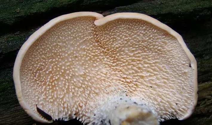 Mushrooms with spikes on the surface