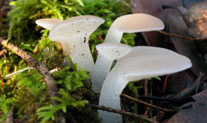 Mushrooms with spikes on the surface