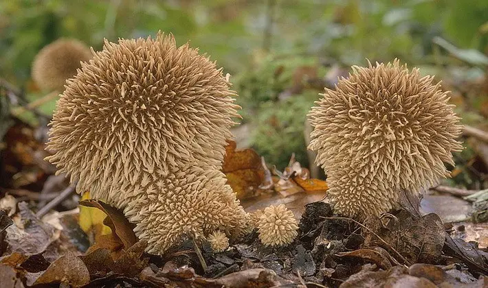 Mushrooms with spikes on the surface