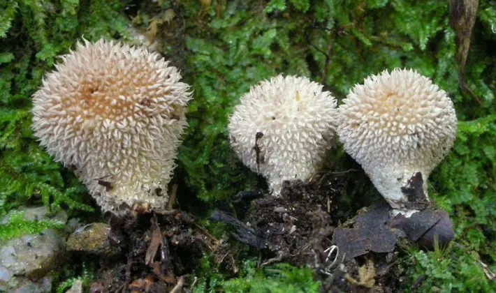 Mushrooms with spikes on the surface