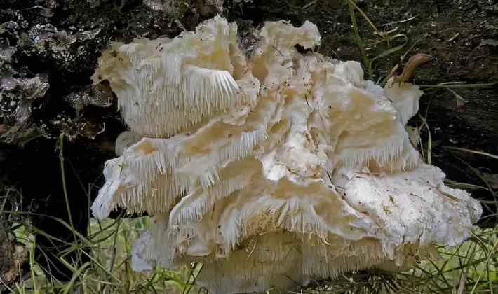 Mushrooms with spikes on the surface