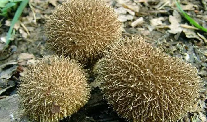 Mushrooms with spikes on the surface