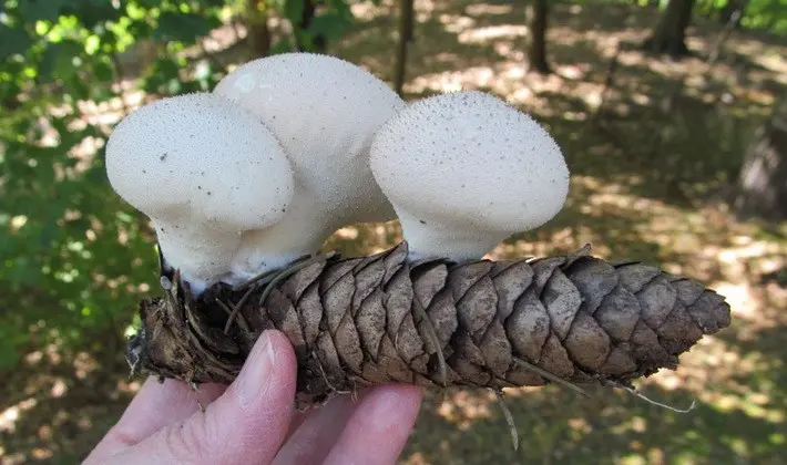 Mushrooms with spikes on the surface