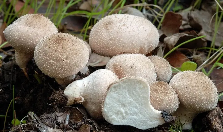 Mushrooms with spikes on the surface