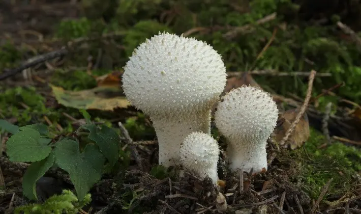 Mushrooms with spikes on the surface