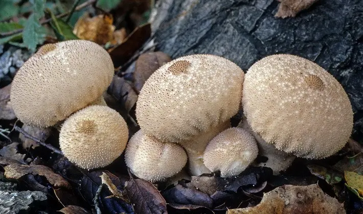 Mushrooms with spikes on the surface