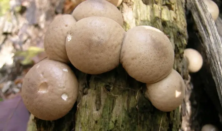 Mushrooms with spikes on the surface