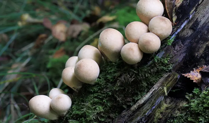 Mushrooms with spikes on the surface