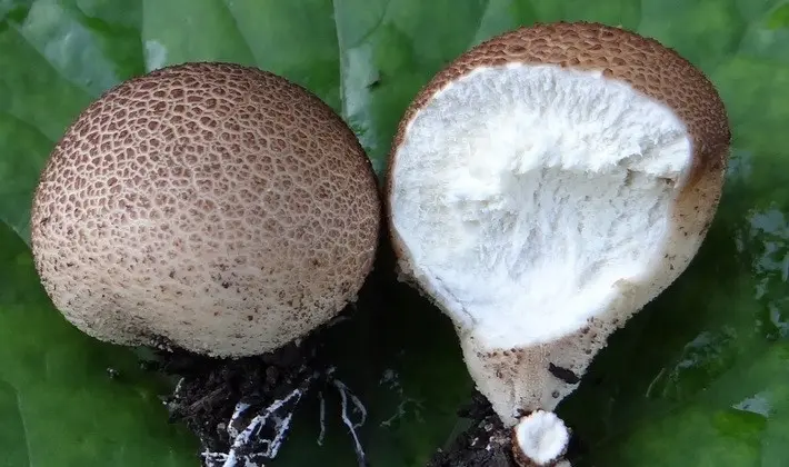 Mushrooms with spikes on the surface