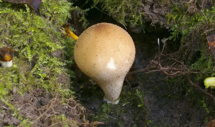 Mushrooms with spikes on the surface