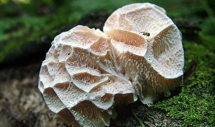 Mushrooms with spikes on the surface