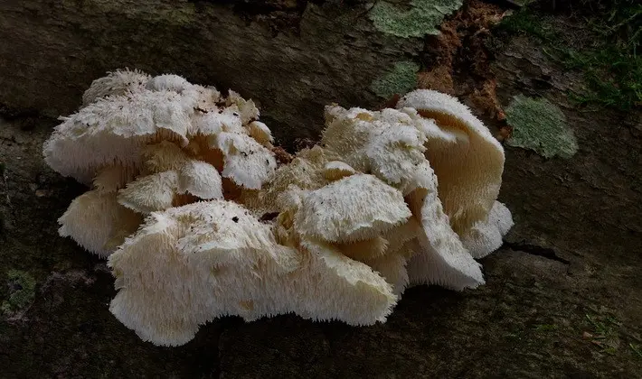 Mushrooms with spikes on the surface