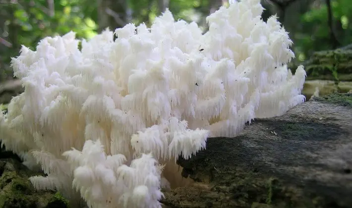 Mushrooms with spikes on the surface