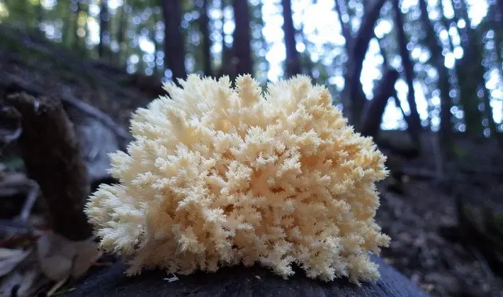 Mushrooms with spikes on the surface