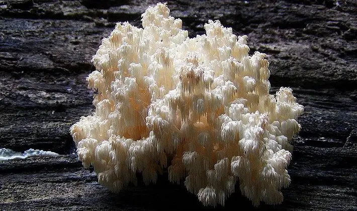 Mushrooms with spikes on the surface