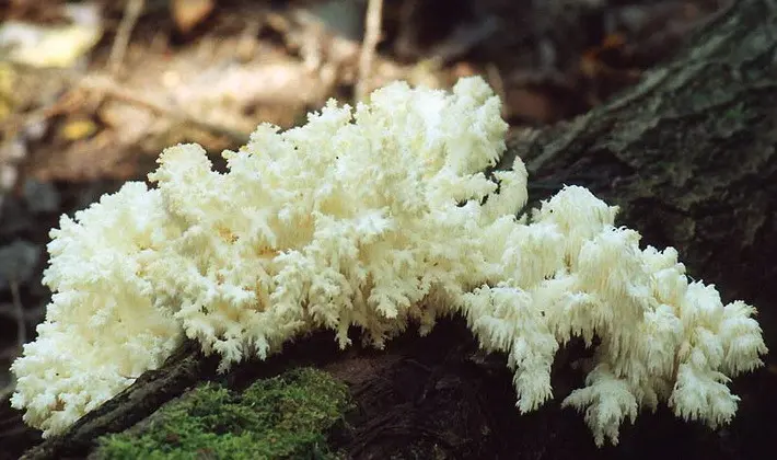 Mushrooms with spikes on the surface