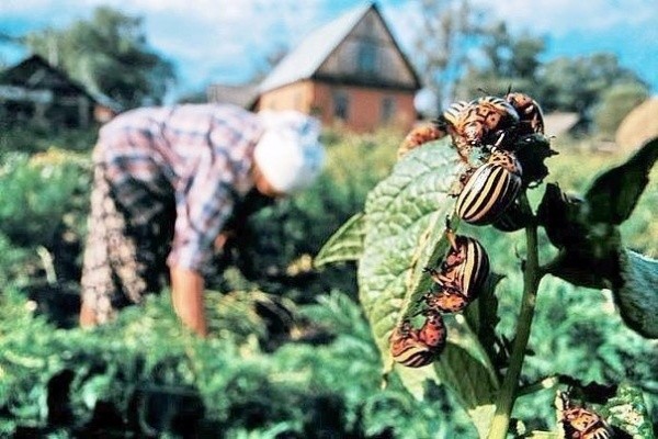 Mustard against the Colorado potato beetle: application in gardening