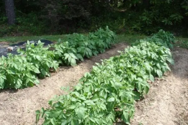 Mustard against the Colorado potato beetle: application in gardening