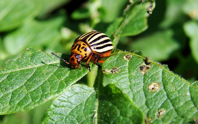 Mustard against the Colorado potato beetle: application in gardening