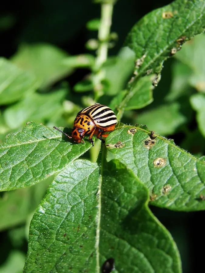 Mustard against the Colorado potato beetle: application in gardening