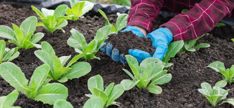 Mustard as a fertilizer: methods of use in gardening