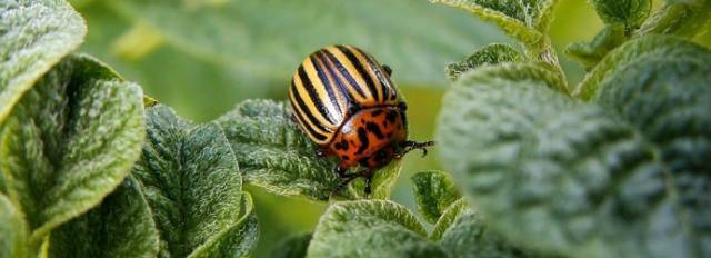 Mustard from the Colorado potato beetle