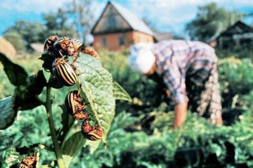 Mustard from the Colorado potato beetle