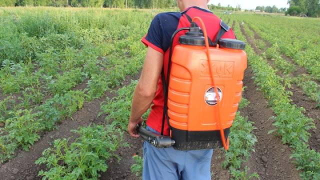 Mustard from the Colorado potato beetle