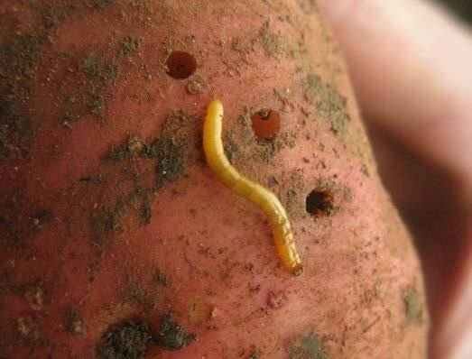 Mustard powder from wireworm 