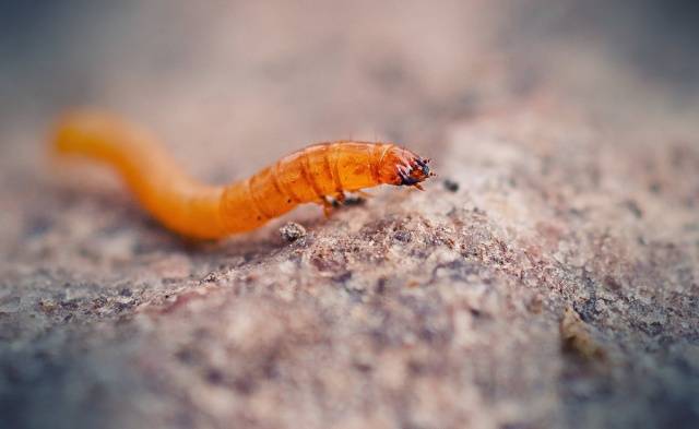 Mustard powder from wireworm 