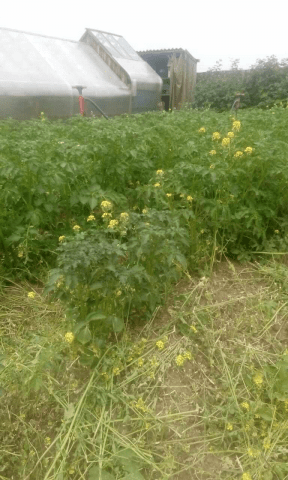 Mustard powder from wireworm 