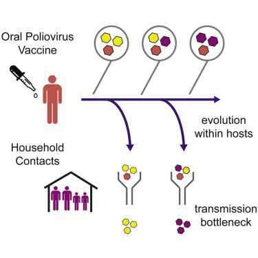 Mutant polio virus develops in some of the vaccinated