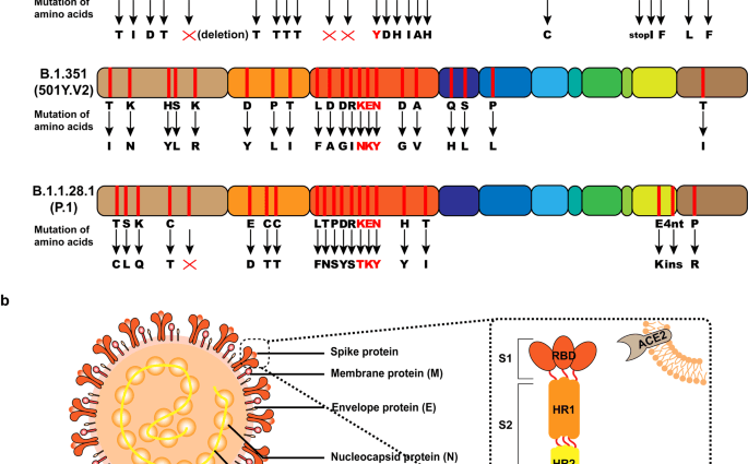 Mutant strains of the coronavirus are taking over the world. Next to the British variant, there is Italian, Nigerian and South African