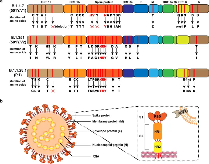 Mutant strains of the coronavirus are taking over the world. Next to the British variant, there is Italian, Nigerian and South African