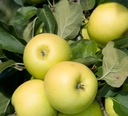 Mutsu apple tree: description, photo, where it is grown, reviews