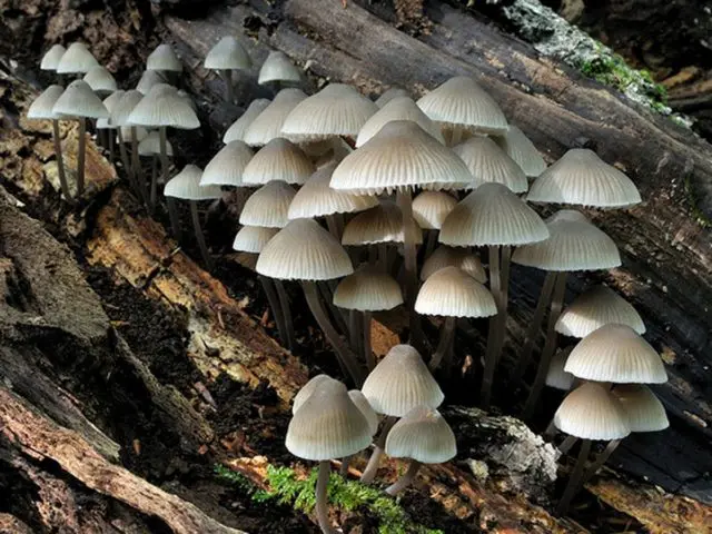 Mycena alkaline: description and photo