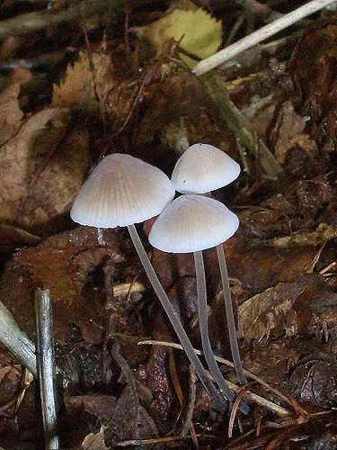 Mycena alkaline (Mycena alcalina) photo and description