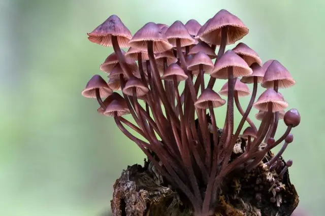 Mycena blood-legged: description and photo