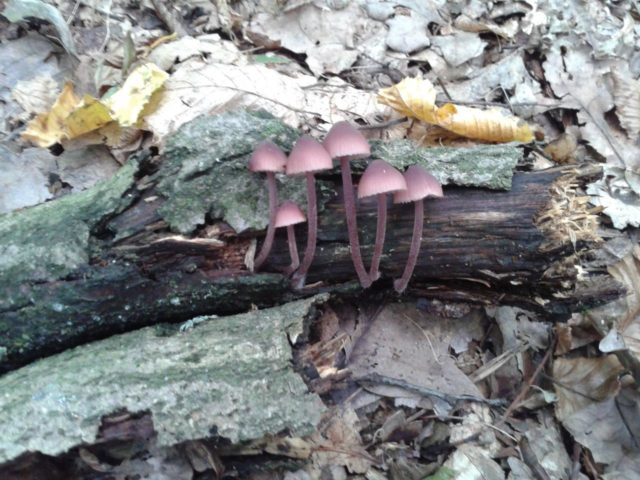 Mycena blood-legged: description and photo