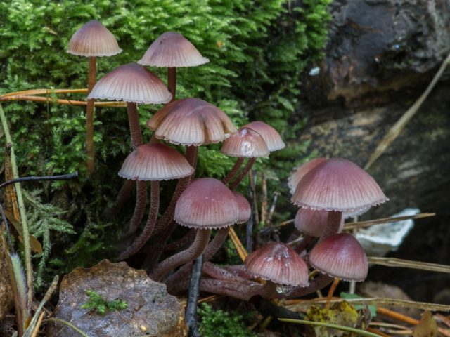 Mycena blood-legged: description and photo