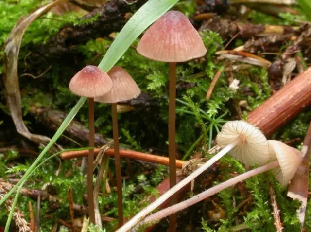 Mycena blood-legged: description and photo