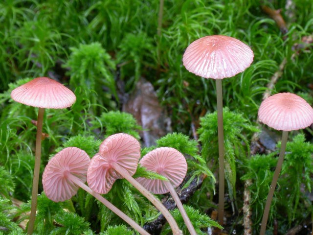 Mycena blood-legged: description and photo