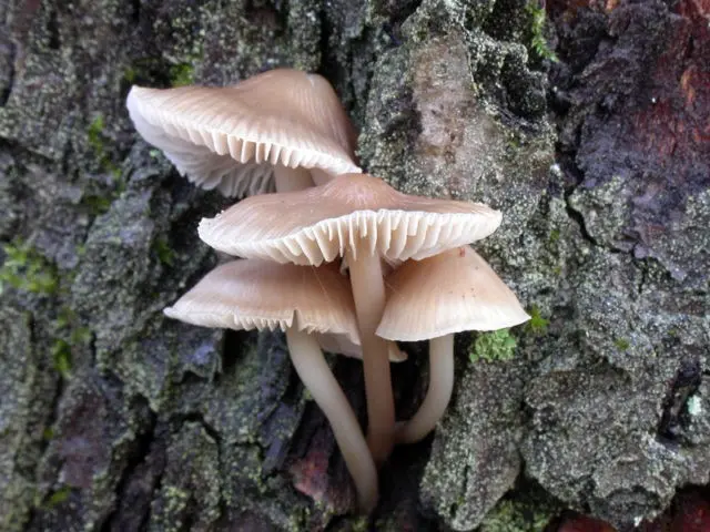 Mycena blood-legged: description and photo